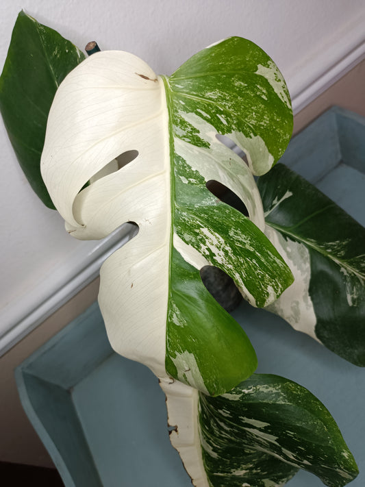 Monstera Albo Top Cut