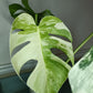 Monstera Albo #18