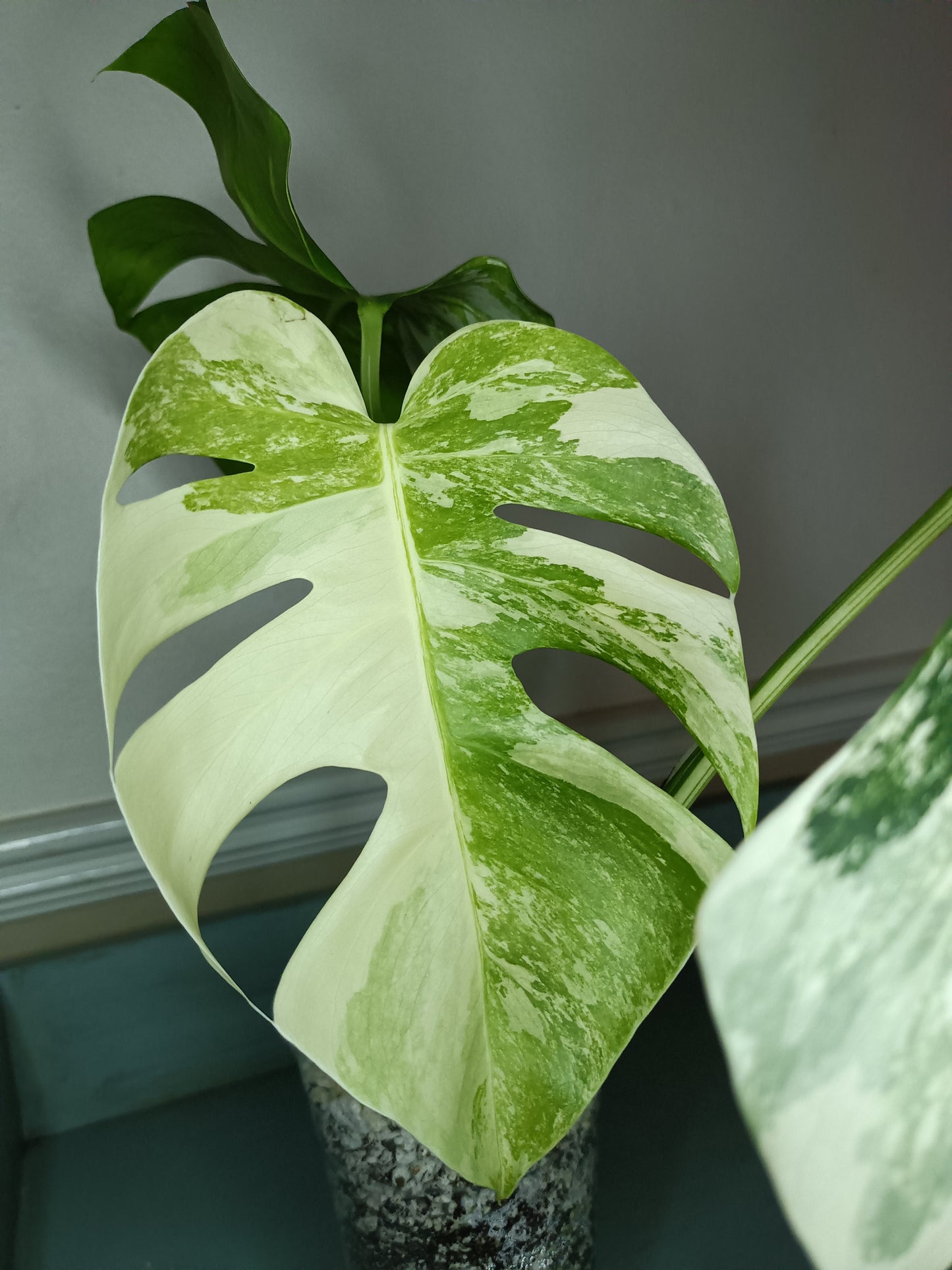 Monstera Albo #18