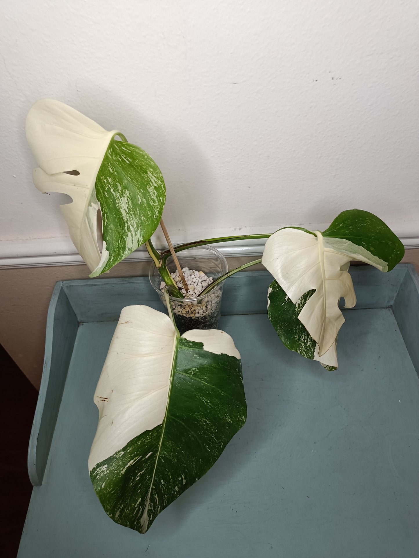 Monstera Albo #17