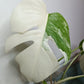 Monstera Albo #17