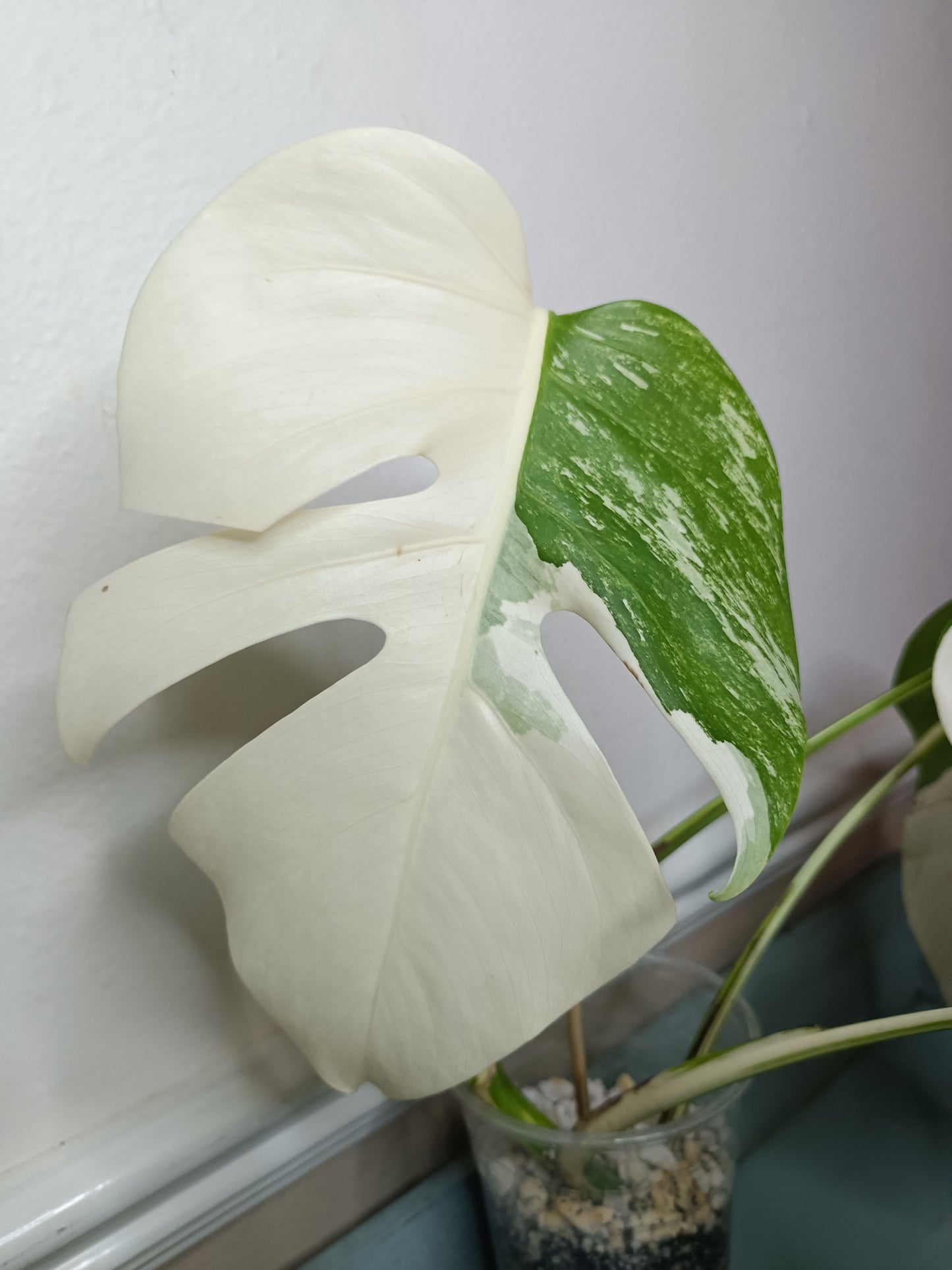 Monstera Albo #17