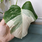 Monstera Albo #17