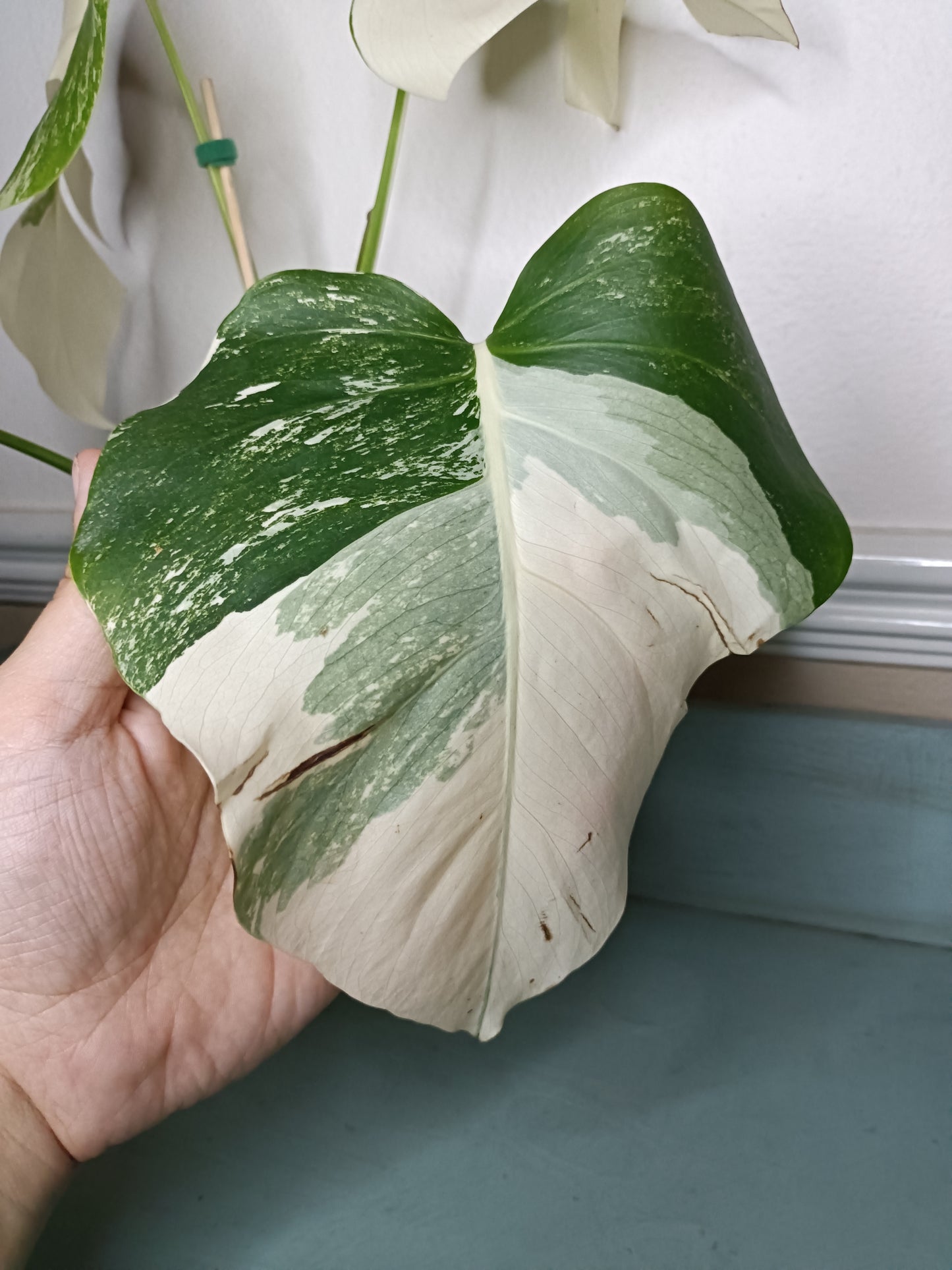 Monstera Albo #17