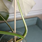 Monstera Albo #17