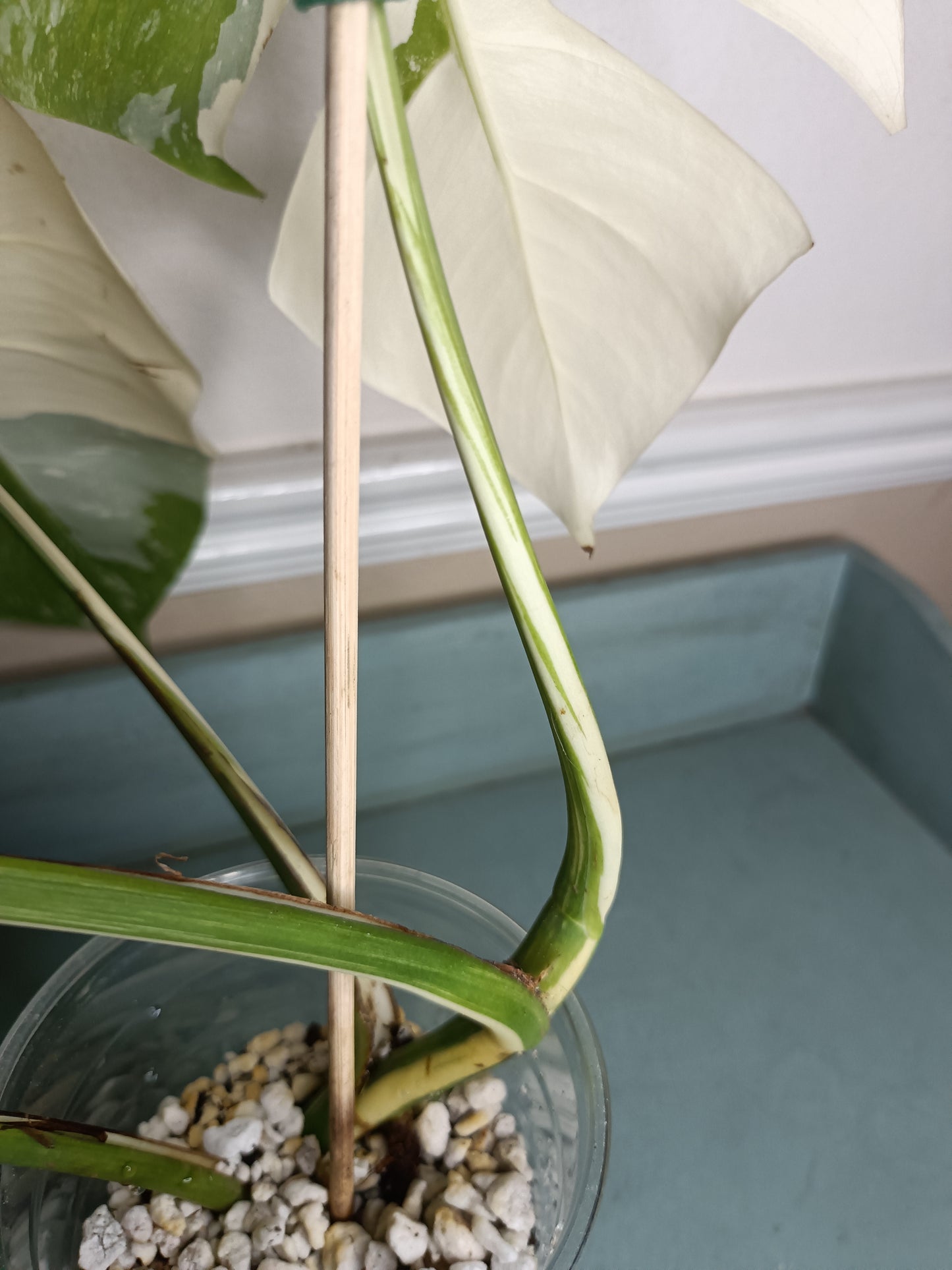 Monstera Albo #17