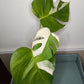 Monstera Albo #16