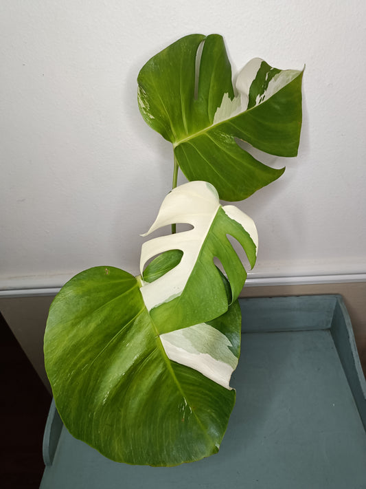 Monstera Albo #16