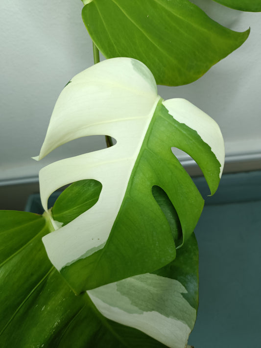 Monstera Albo #16