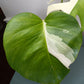 Monstera Albo #16