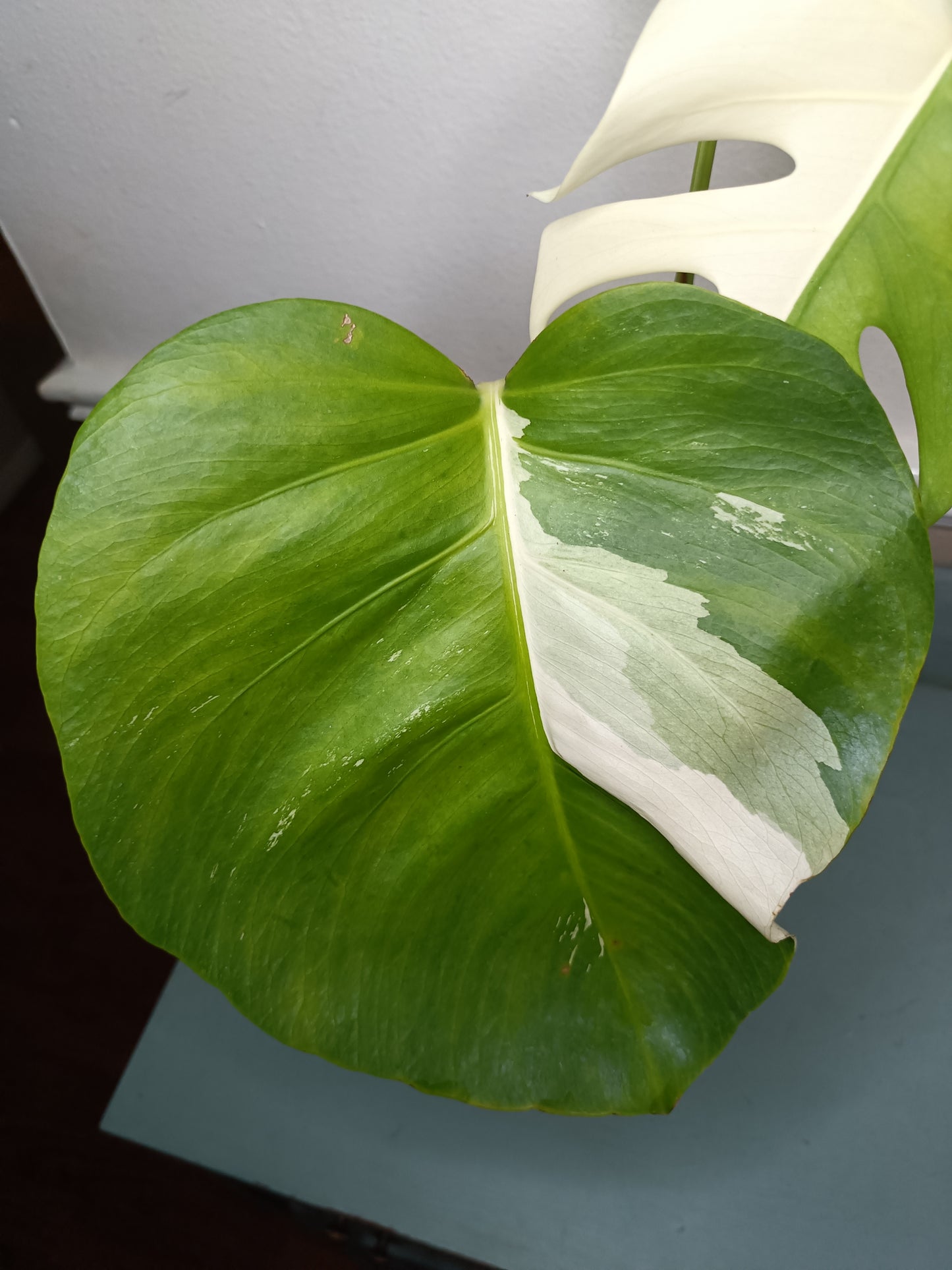 Monstera Albo #16