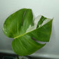 Monstera Albo #16