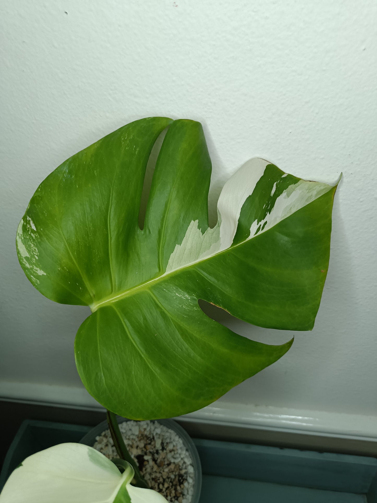 Monstera Albo #16