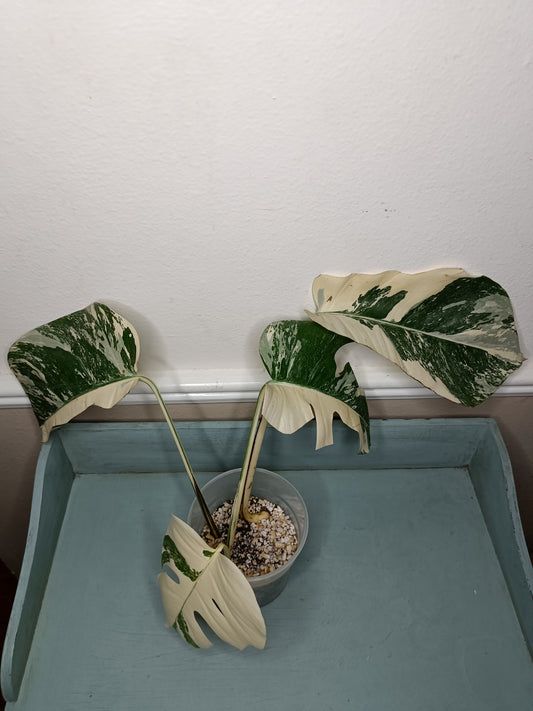 Monstera Albo