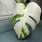 Monstera Albo