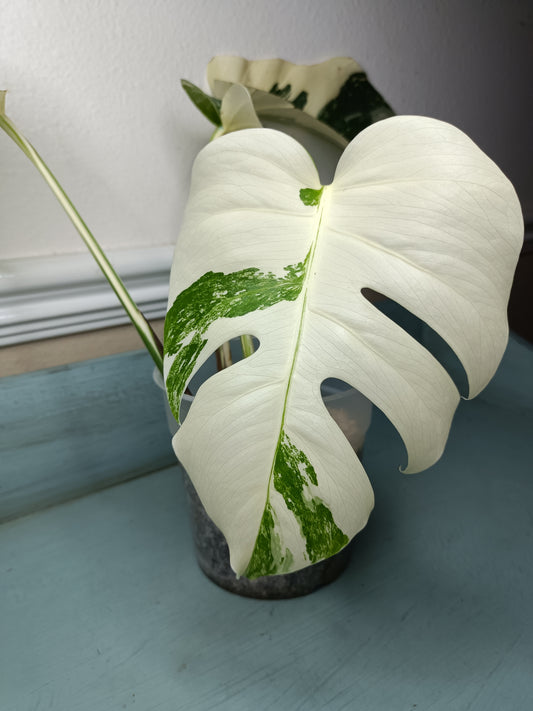 Monstera Albo