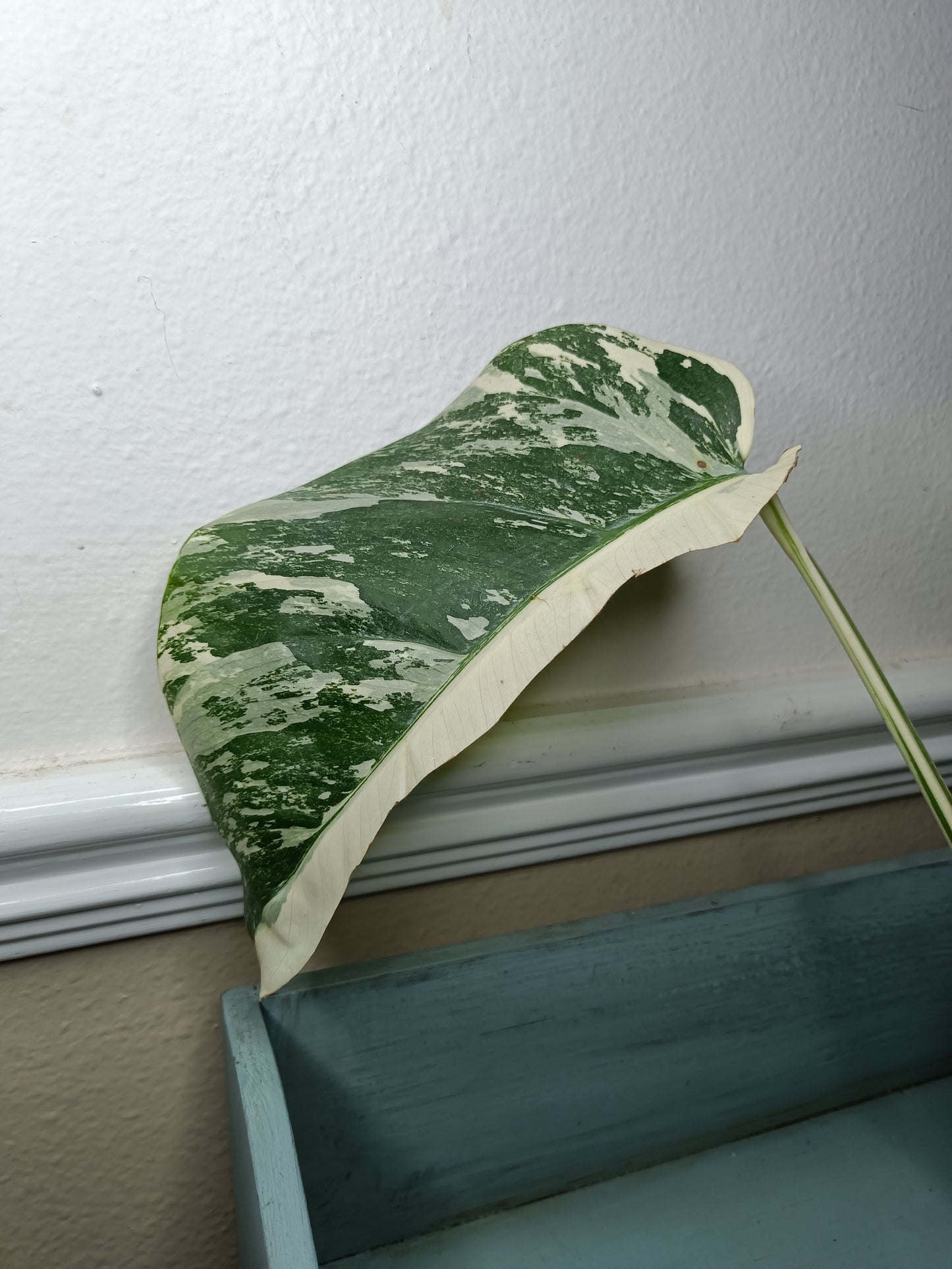 Monstera Albo