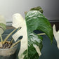 Monstera Albo