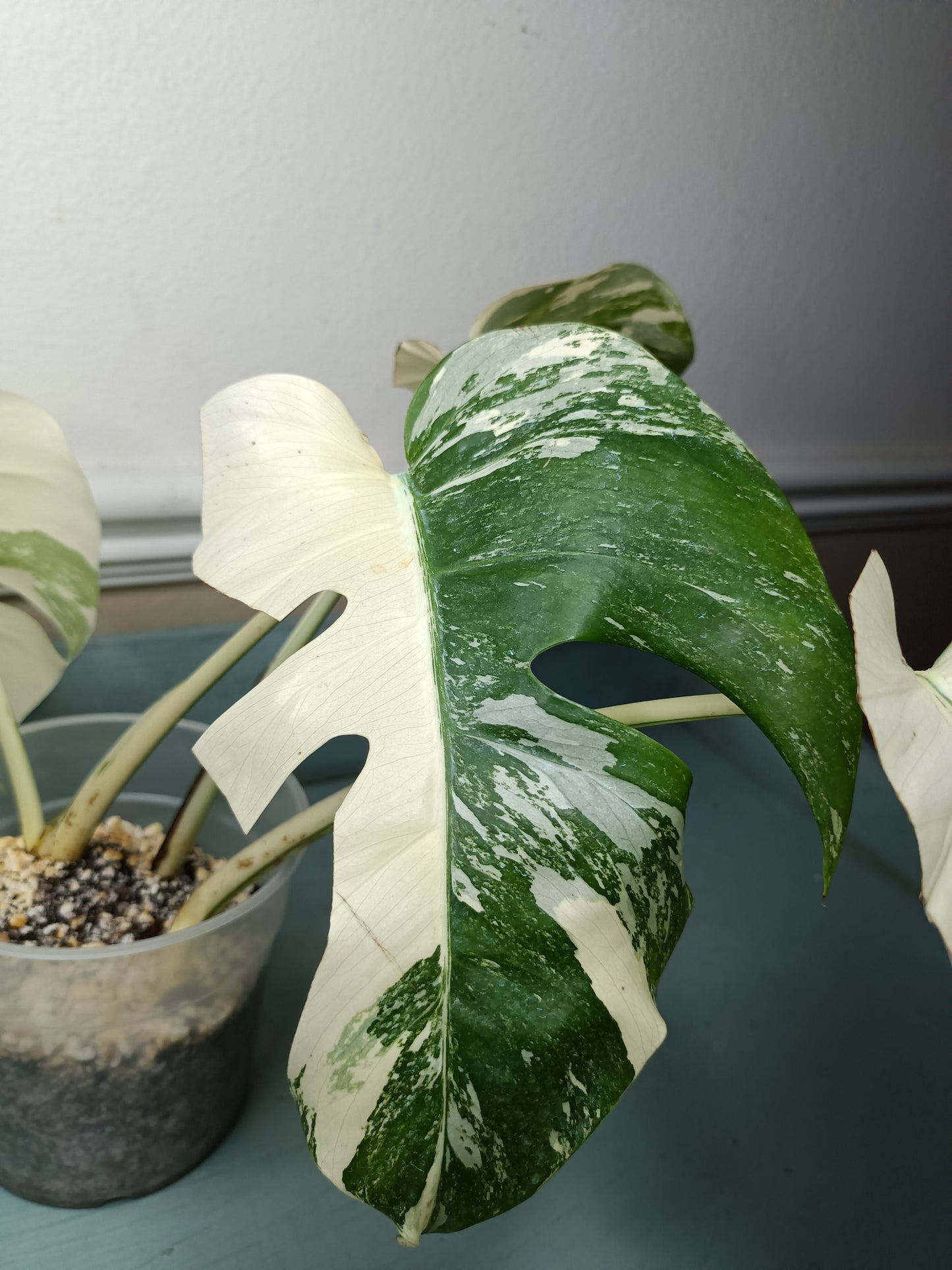 Monstera Albo