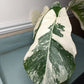 Monstera Albo