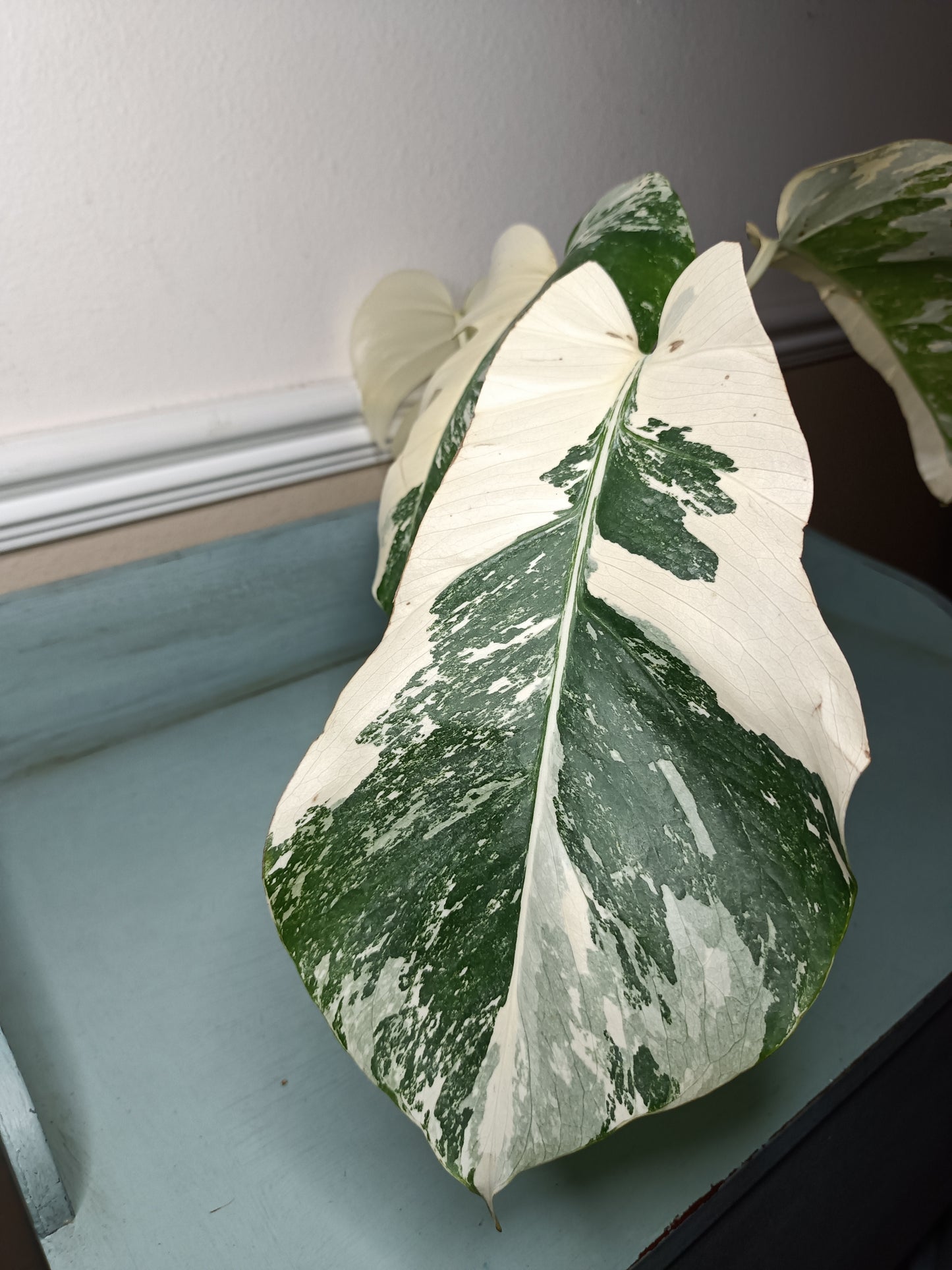 Monstera Albo