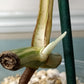 Teri Watson