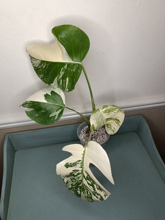 Rosa Hobbs Monstera Albo 4 leaf