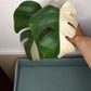 Monstera Albo Top Cut