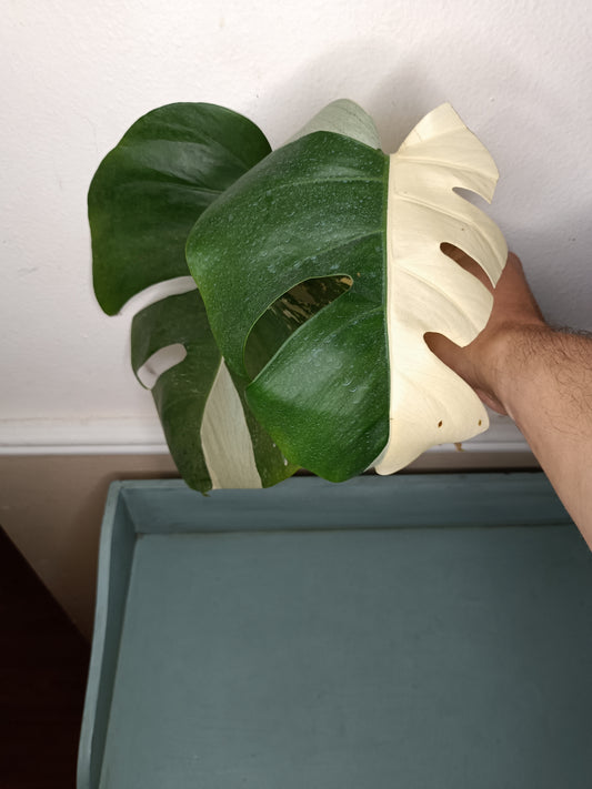 Monstera Albo Top Cut