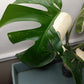 Monstera Albo Top Cut 6 leaf