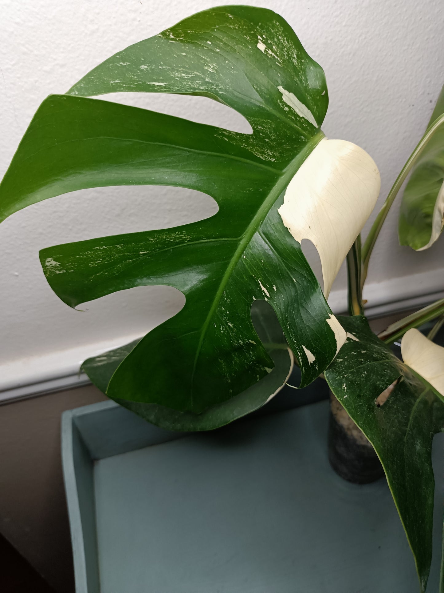 Monstera Albo Top Cut 6 leaf