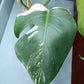 Monstera Albo Top Cut 6 leaf