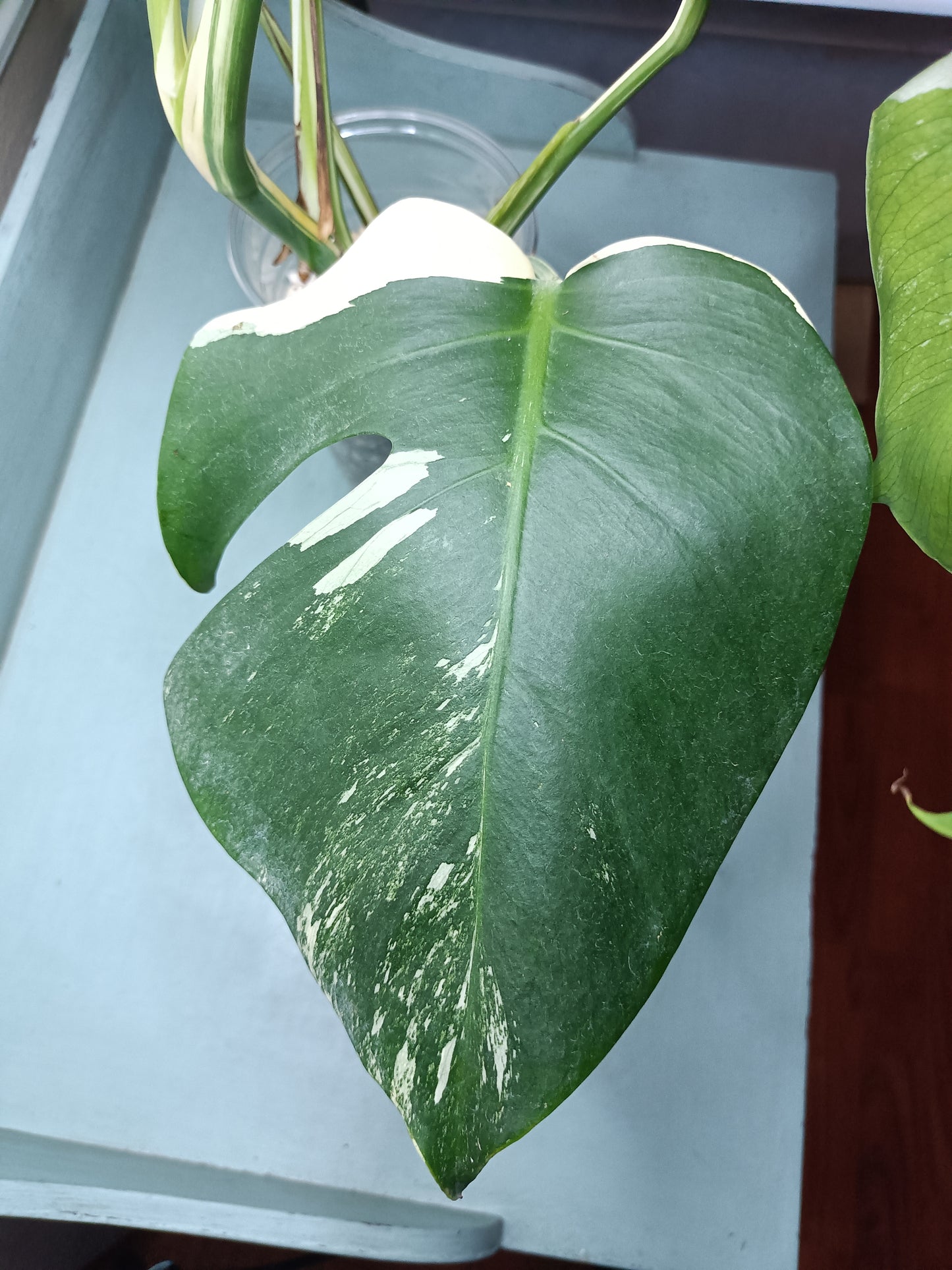 Monstera Albo Top Cut 6 leaf