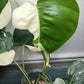 Monstera Albo Top Cut 6 leaf