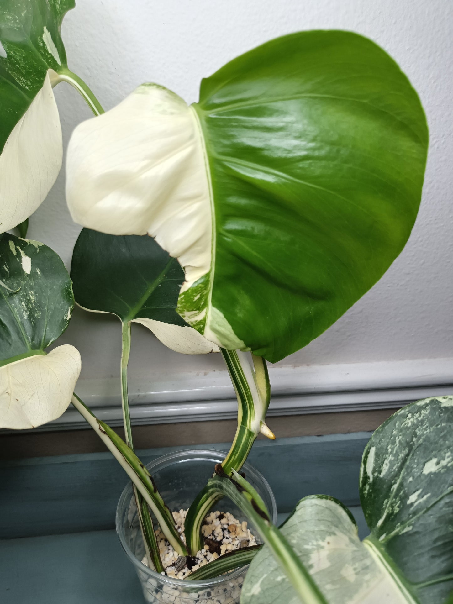 Monstera Albo Top Cut 6 leaf