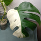 Monstera Albo Top Cut 6 leaf