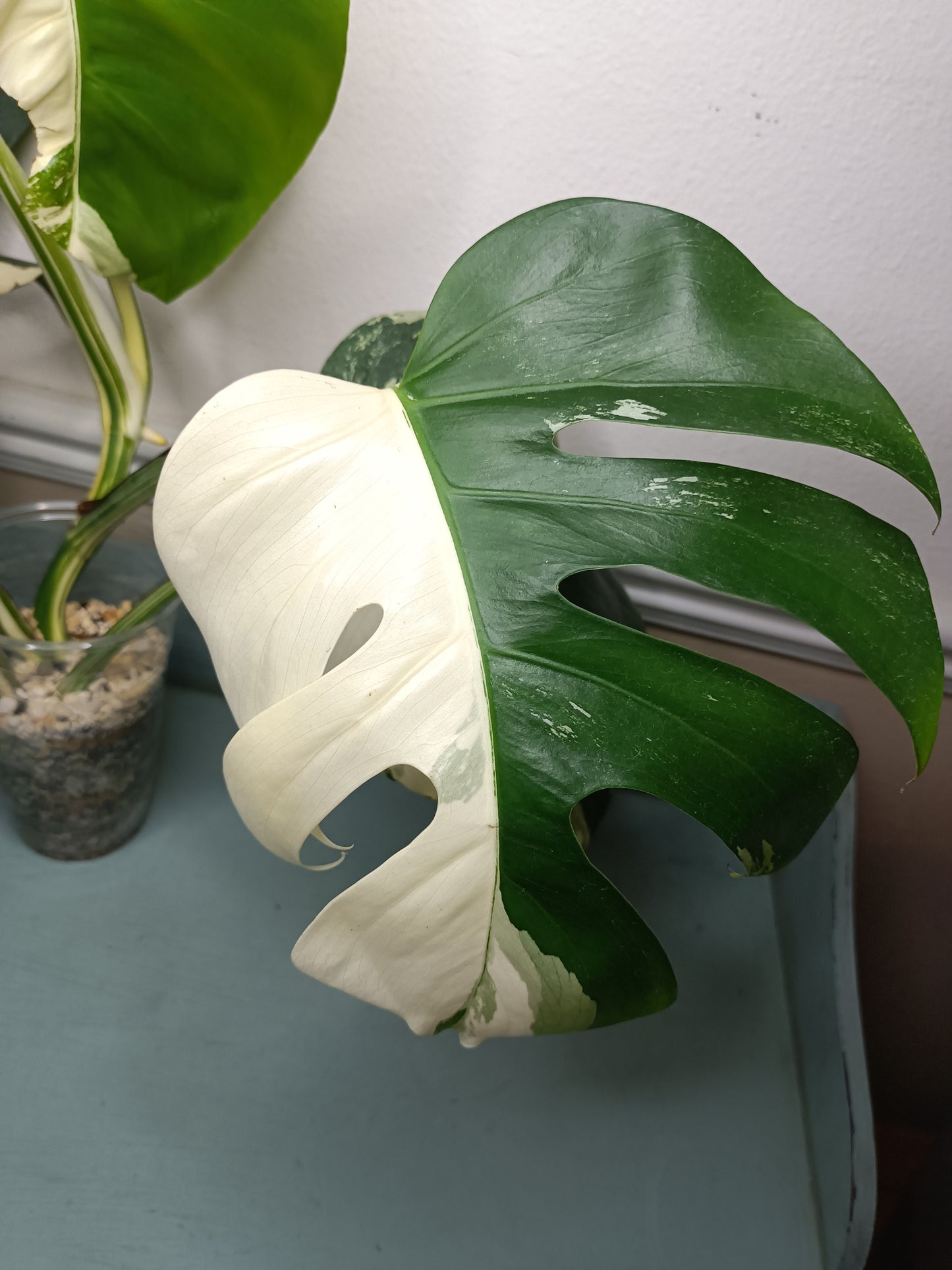 Monstera Albo Top Cut 6 leaf