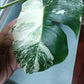 Monstera Albo Top Cut 6 leaf