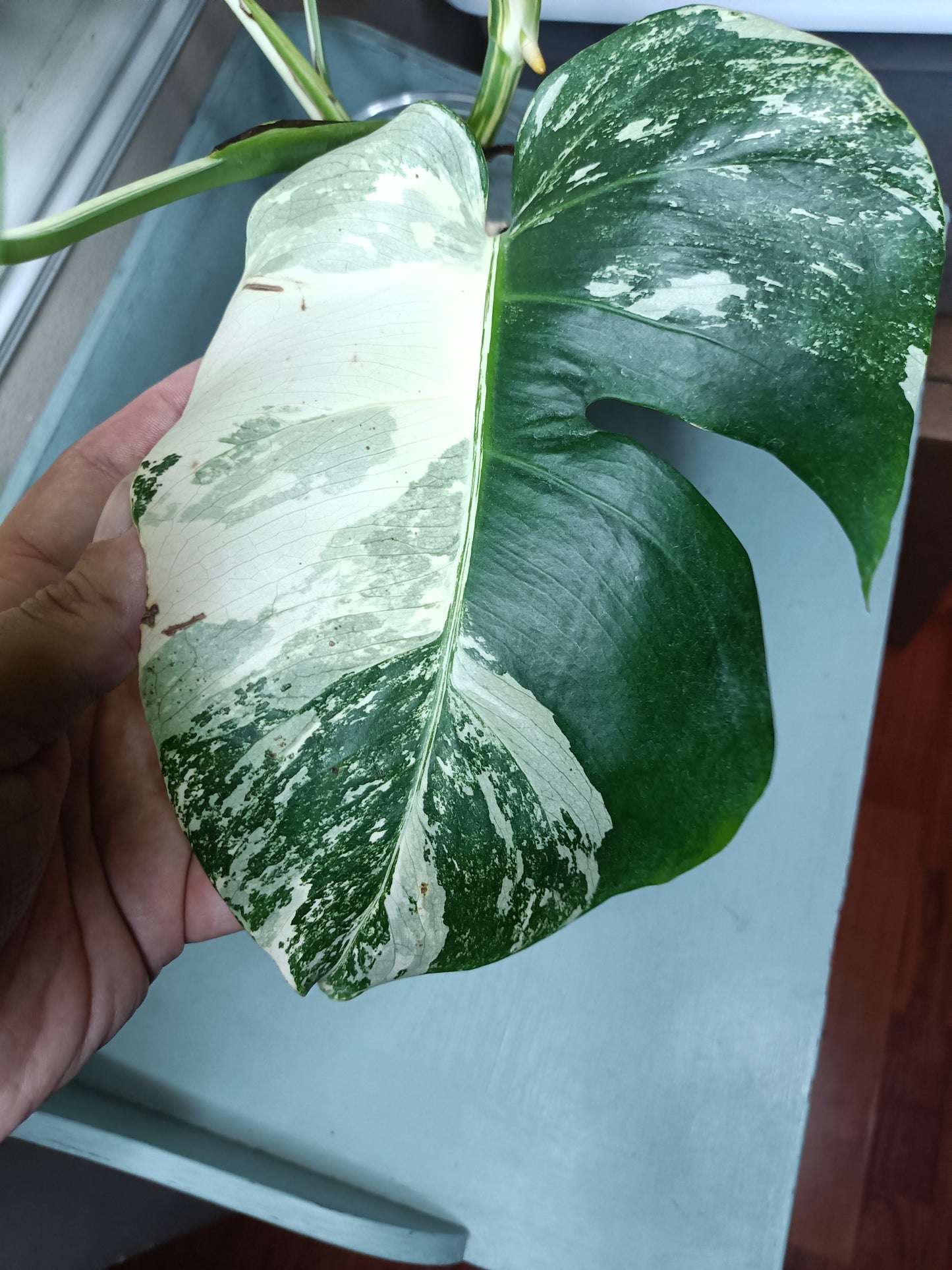 Monstera Albo Top Cut 6 leaf