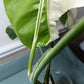 Monstera Albo Top Cut 6 leaf