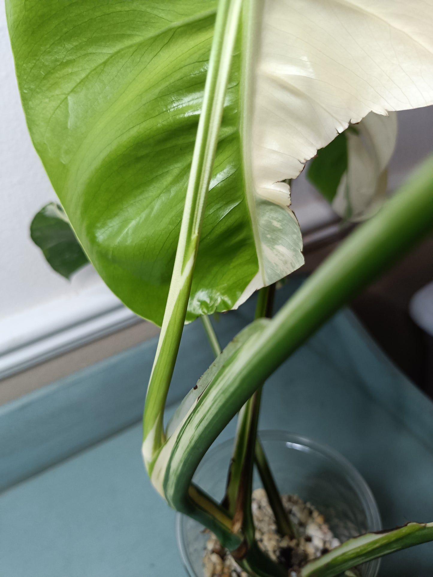 Monstera Albo Top Cut 6 leaf