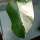 5 leaf Monstera Albo