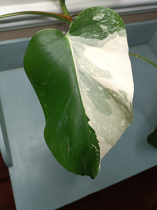 5 leaf Monstera Albo