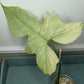 GOLDEN DRAGON MINT CUTTING #1 Guyon Shipman