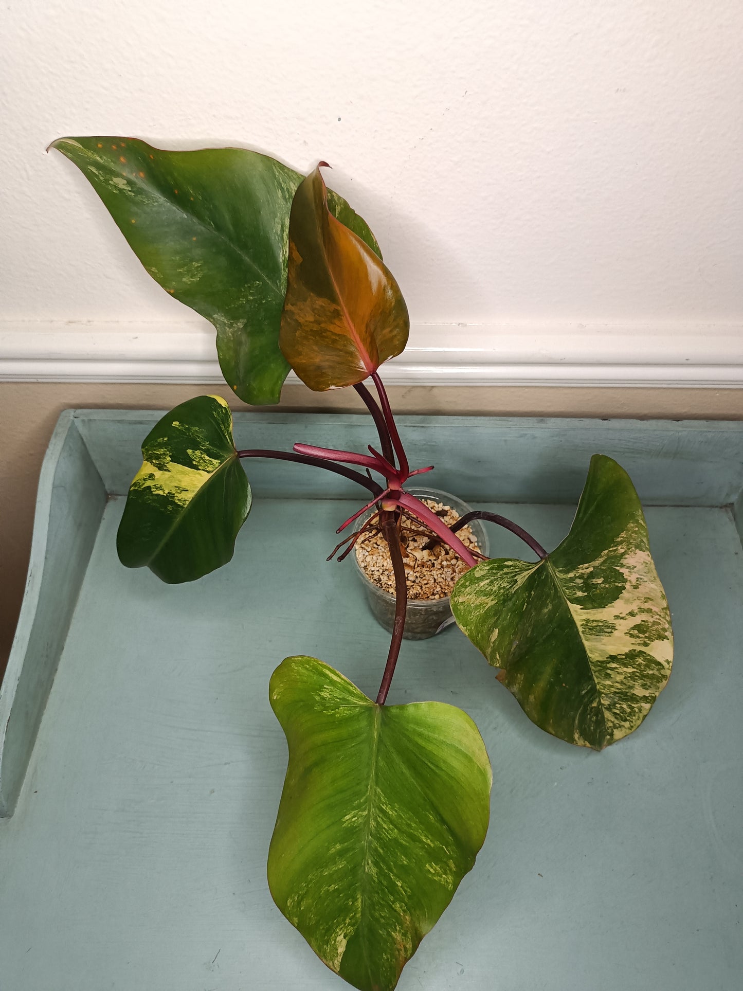 Strawberry Shake Auction Joseph Stringer