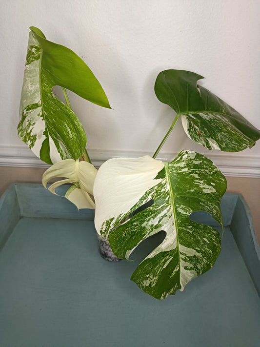Monstera Albo 4 leaf Top Cut