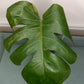 Monstera Aurea Auction Tazhiana Campbell