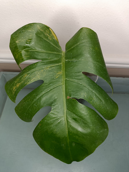 Monstera Aurea Auction Tazhiana Campbell