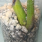 Monstera Aurea Auction Tazhiana Campbell