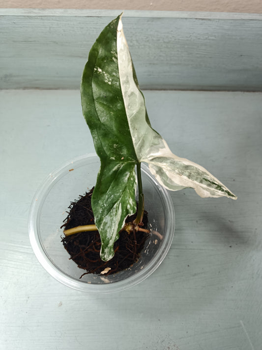 Syngonium Albo Auction Lakin Meier
